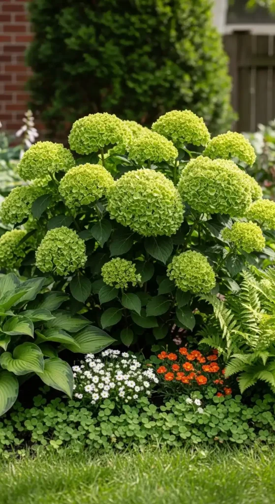 green-hydrangeas